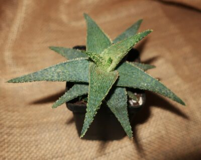 Aloe hybrid