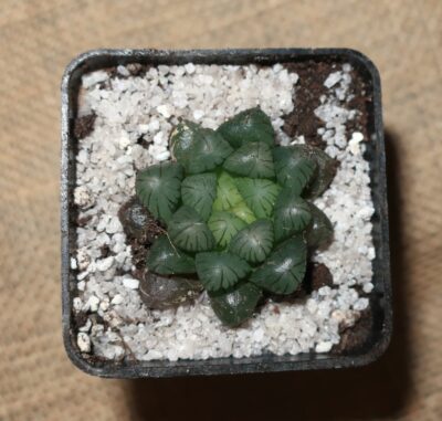 Haworthia cooper var. truncata - Зображення 2