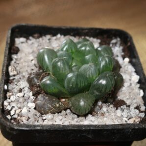 Haworthia cooper var. truncata