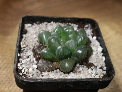 Haworthia cooper var. truncata