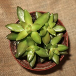 Sedum nussbaumerianum
