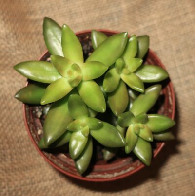 Sedum nussbaumerianum
