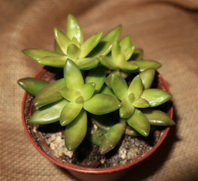 Sedum nussbaumerianum - Зображення 2