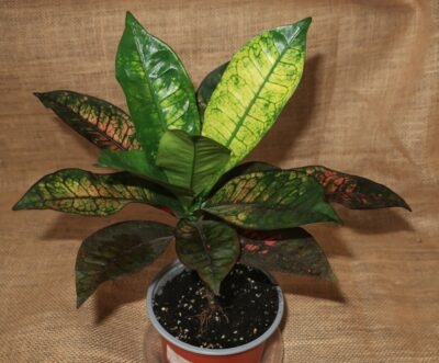 Croton cv Mrs Iceton - Зображення 2