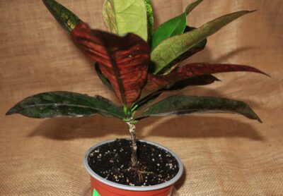 Croton cv Mrs Iceton - Зображення 3