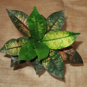 Croton cv Mrs Iceton