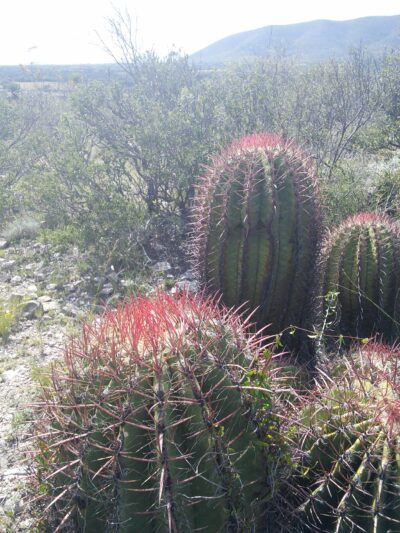 Ferocactus pilosus, El Herrero, SLP - Зображення 2