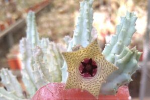 Huernia spec. PAV1604 -пагони-