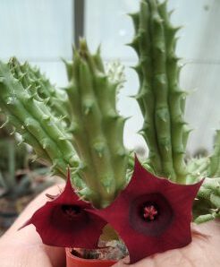 Huernia henensis -пагони-