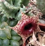 Huernia zebrina - пагони-