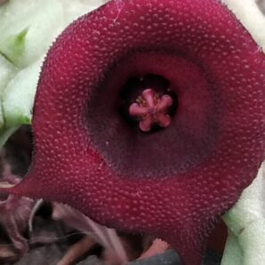 Huernia macroacantha v. penzigii - пагони-