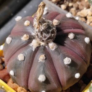 Astrophytum purple skin