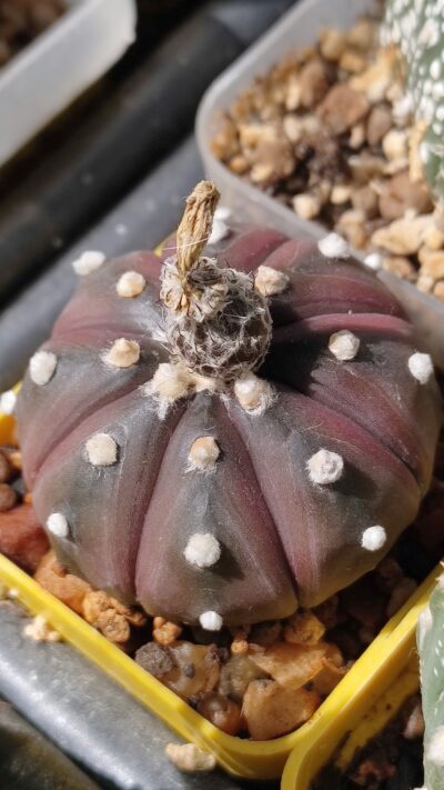 Astrophytum purple skin