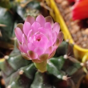 Gymnocalycium Friedrichii variegated