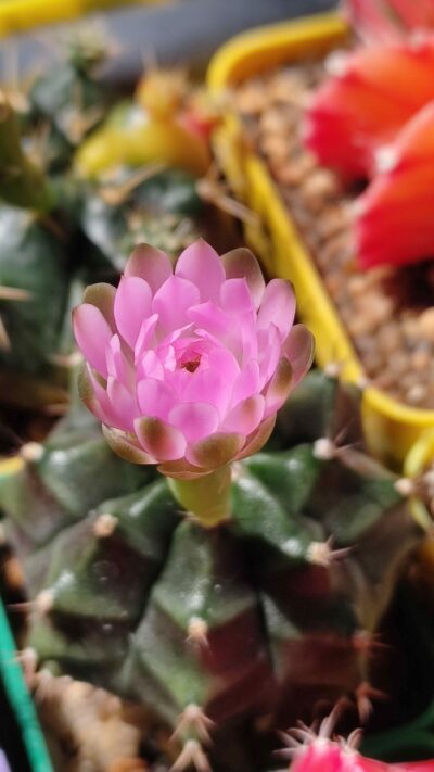 Gymnocalycium Friedrichii variegated