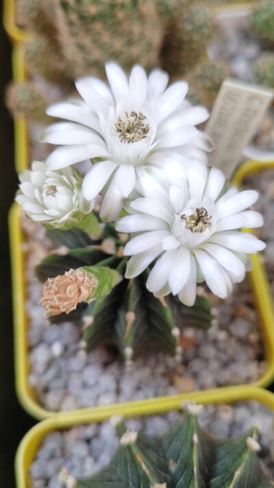 Gymnocalycium angustostriatum,Aqua Dulce, LB2178 - Зображення 3