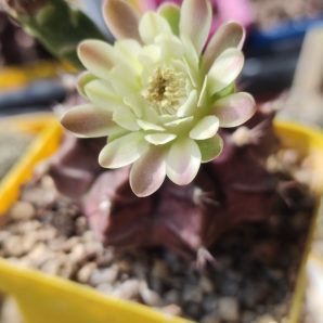 Gymnocalycium Mihanovichii variegated