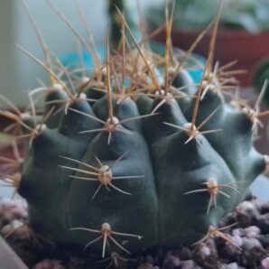 Gymnocalycium anisitsii