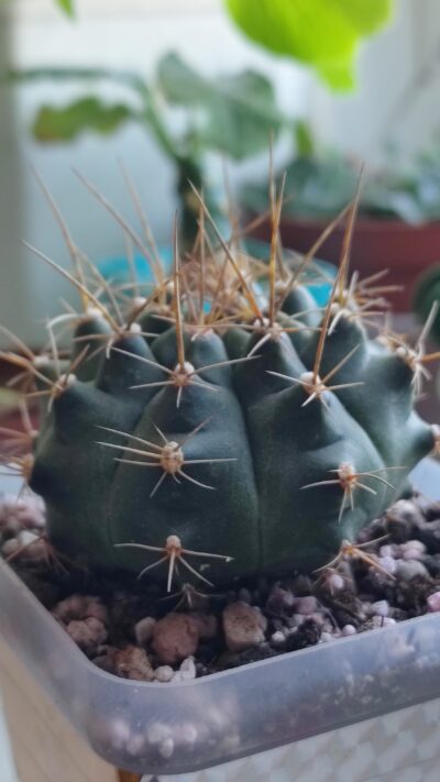 Gymnocalycium anisitsii