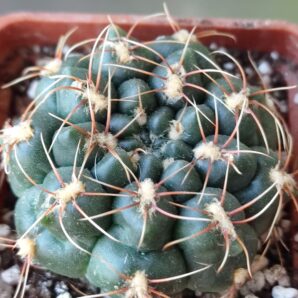 Gymnocalycium baldianum