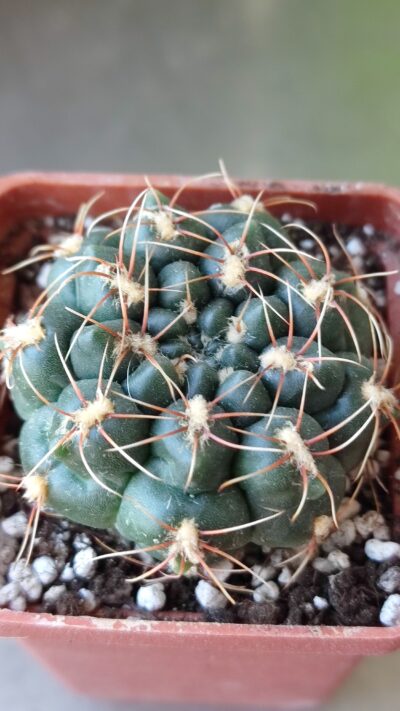 Gymnocalycium baldianum