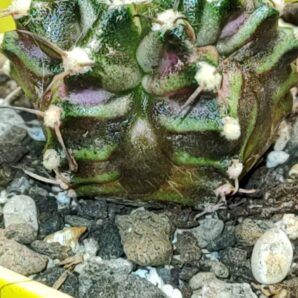 Gymnocalycium T-Rex