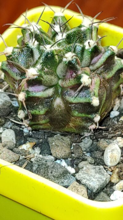 Gymnocalycium T-Rex