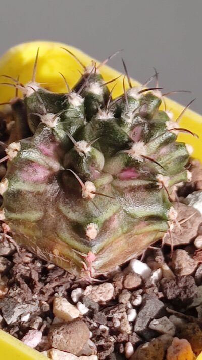 Gymnocalycium T-Rex - Зображення 2