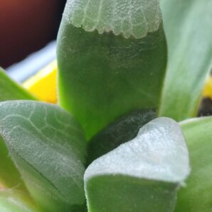 Haworthia Bayeri "Laeta"GM573