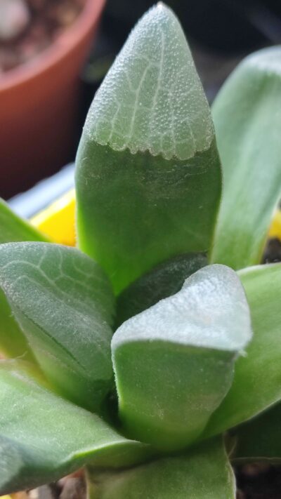 Haworthia Bayeri "Laeta"GM573