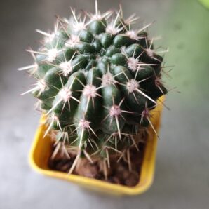 Notocactus submamulosus
