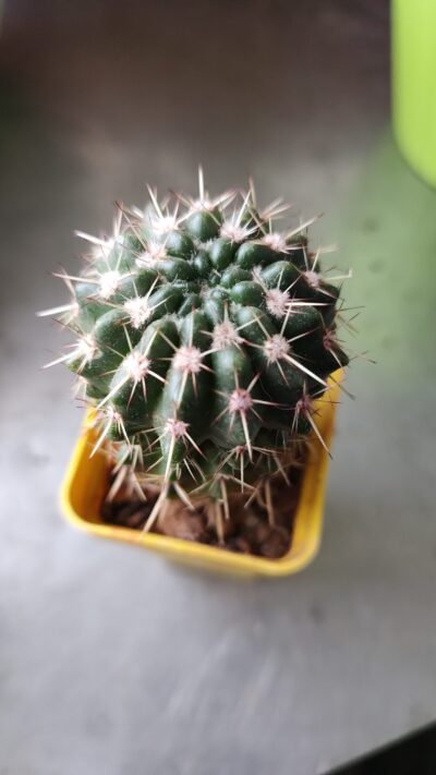 Notocactus submamulosus