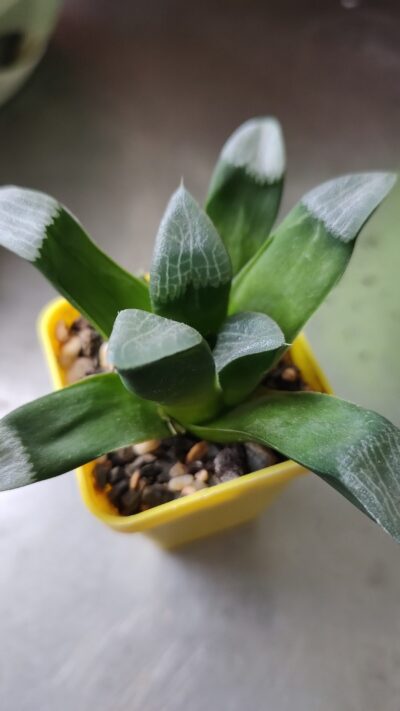 Haworthia Bayeri "Laeta"GM573 - Зображення 2
