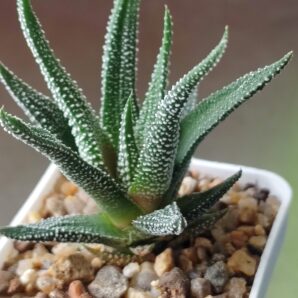 Haworthia attenuata concolor