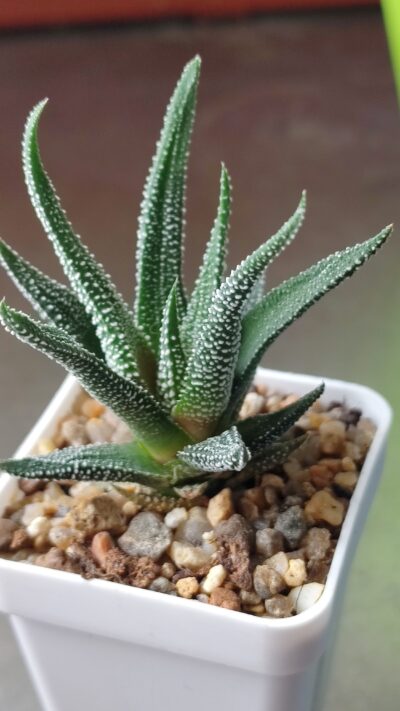 Haworthia attenuata concolor
