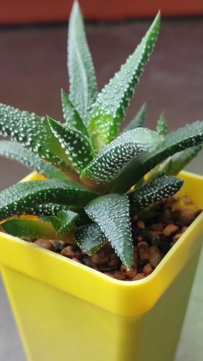 Haworthia attenuata cv.Enon