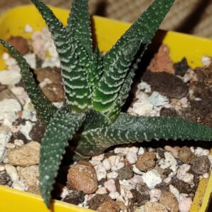 Haworthia minima
