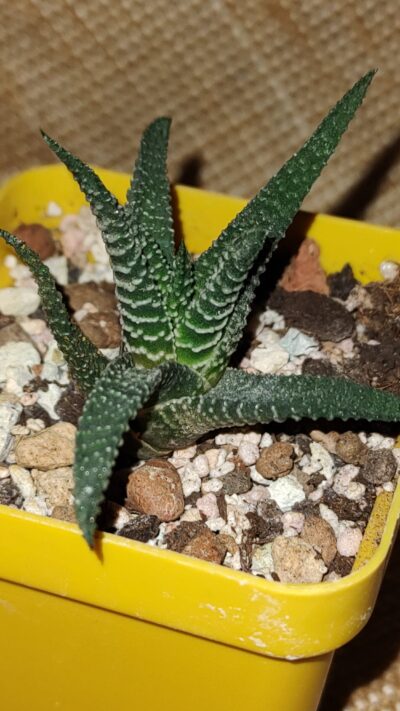 Haworthia minima