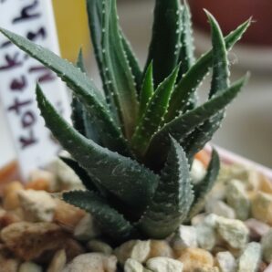 Haworthia Koteki Nishiki variegated