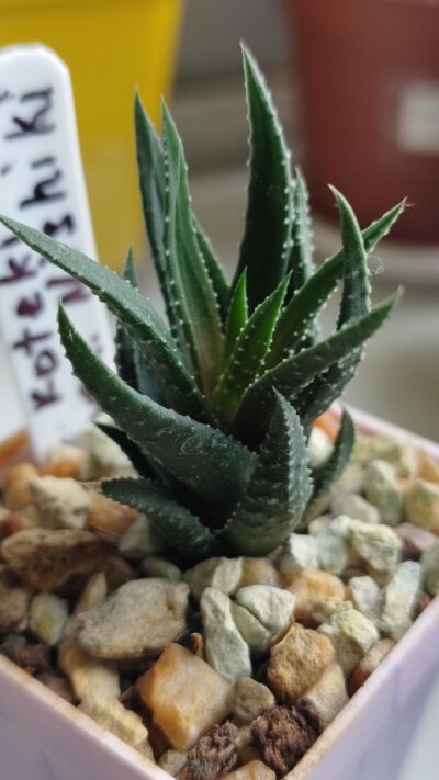 Haworthia Koteki Nishiki variegated