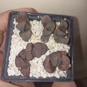 Haworthia Splendens Horikawa (Silver King)