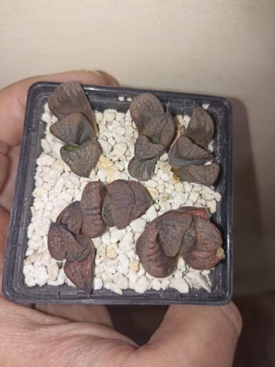 Haworthia Splendens Horikawa (Silver King)