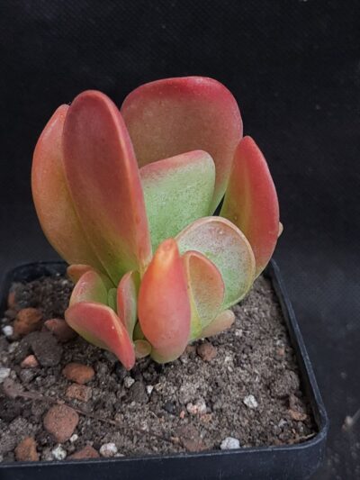 Kalanchoe thyrsiflora Baby finger