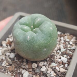 Lophophora diffusa