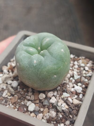 Lophophora diffusa
