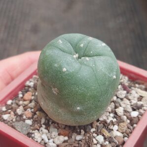 Lophophora diffusa