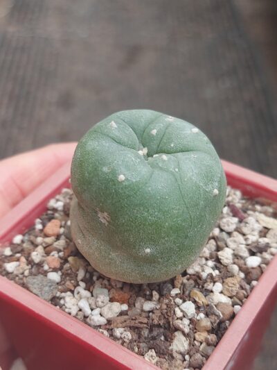 Lophophora diffusa