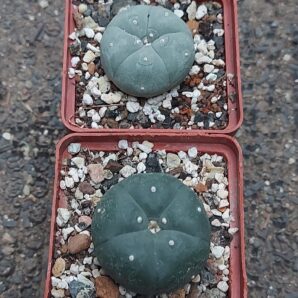 Lophophora williamsii