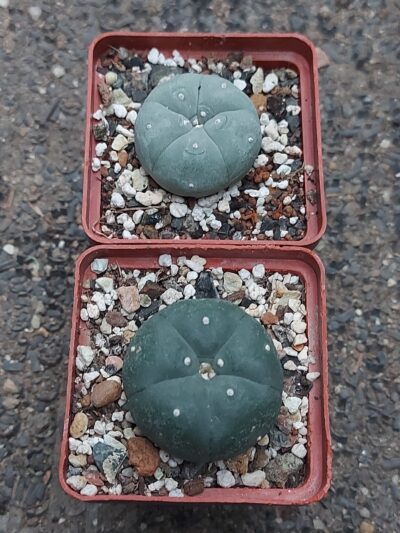 Lophophora williamsii