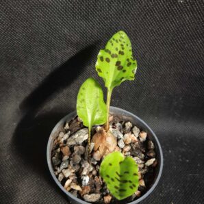 Ledebouria maculata